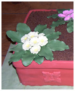 Pot of Primroses - click to enlarge